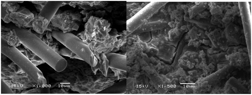 Figure 8. SEM micrographs of fracture surface demonstrate random orientation and pull-out of discontinuous glass microfiber reinforced self-cure GICs.
