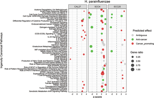 Figure 4. Canonical pathways significantly altered by Haemophilus parainfluenzae. Microarray data obtained from co-cultures of OSCC cell lines with H. parainfluezae were analyzed with Transcriptome Analysis Console to identify differentially expressed genes (DEGs), which were in turn processed with Ingenuity Pathway Analysis to identify significantly upregulated and downregulated pathways (P ≤ 0.05; z-scores ≤ −2 or ≥ 2). The effect (red/green) was predicted based on the direction (z score) and known association of the particular pathway with cancer (see text for more details). Gene ratio indicates number of genes from the list that maps to a particular pathway divided by the total number of genes that map to the same pathway.