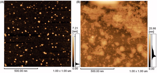 Figure 6. SPM images of the free GOD (A) and modified GOD with PEG aldehyde (nE/nD:1/5) (B).