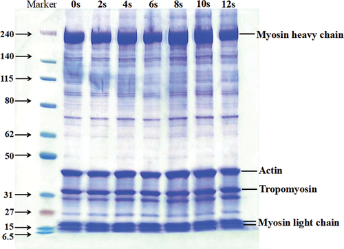 Figure 4. Electrophoresis pattern of MP extracted from Siniperca chuatsitr after different treatment times by APPJ (0-12s).