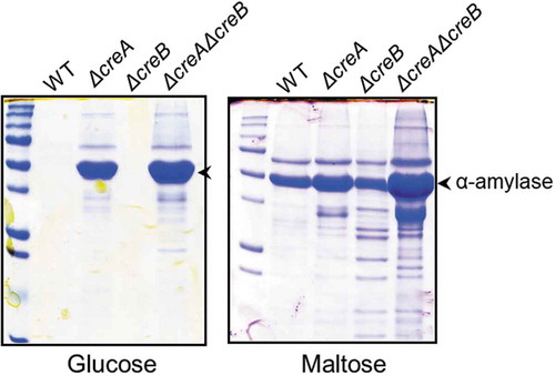 Figure 6. Sodium dodecyl sulfate-polyacrylamide gel electrophoresis (SDS-PAGE) of the creA and creB deletion mutants.The wild-type and deletion mutant strains were grown in YP + 5% sugar (glucose or maltose) for 48 h at 30°C. Mycelia were incubated in 100 mM phosphate buffer (pH 7.0) for 1 h to release enzymes bound to the cell wall. The culture broth and phosphate buffer used for releasing enzymes from the cell wall were mixed and subjected to SDS-PAGE.