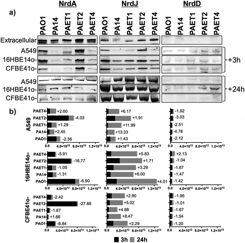 Figure 6. Different lung intracellular backgrounds promote differential RNR expression among P. aeruginosa strains. A) Intracellular NrdA, NrdJ and NrdD protein expression in P. aeruginosa PAO1-, PA14-, PAET1-, PAET2- and PAET4-infected A549, 16HBE14o- and CFBE41o- cells after 3 and 24 h are shown in the figure. The levels of extracellular P. aeruginosa NrdA, NrdJ and NrdD from the same strains grown in the extracellular phase (media) while infecting are also included. Specific NrdA, NrdD and NrdJ protein bands were selected according their molecular weight as given by antibodies binding to purified NrdA, NrdD and NrdJ proteins from our laboratory stock (Figure S1A). Unspecific bands of each independent Nrd protein immunoblot were used as loading controls, and the detection of purified NrdA (~107.1 kDa), NrdJ (~82.7 kDa) and NrdD (~76.1 kDa) proteins with polyclonal antibodies was used as the Nrd protein band detection control (Figure S1B). B) The different plots show the average of the number of pixels calculated in the volume of NrdA, NrdJ and NrdD protein bands using ImageQuantTM LAS4000 software. A higher pixel intensity in the protein band volume indicates higher expression of the target protein under a specific infection condition. Each plot compares the Nrd protein bands detected at 3 and at 24 h of intracellular persistence inside of A549, 16HBE14o- and CFBE41o- monolayers and includes the fold induction of each protein at the 24 h time-point. Protein induction was calculated using the average of the pixels determined from each protein band at both time-points, previously normalized by the average of the pixels determined in the respective unspecific band shown in (Figure S1B).