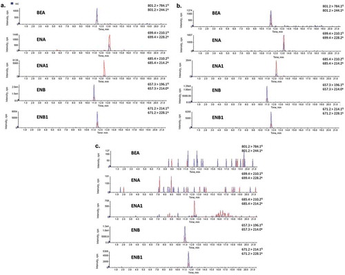 Figure 3. SRM chromatograms for quantitative (Q) and qualitative (q) ions of: (A) standard mix at concentrations of 12.5 μg mL−1 for ENs and 8 μg mL−1 for BEA; (B) flour blank matched at concentrations of 12.5 μg kg−1 for ENs and 8 μg kg−1 for BEA; (C) positive wheat flour sample contaminated with 9.8 μg kg−1 of ENB and 2.3 μg kg−1 of EB1.Figura 3. Cromatogramas SRM de los iones de transición cuantitativos (Q) y cualitativos (q) para: A. Solución estándar de una mezcla de ENs a la concentración 12,5 μg mL−1 y 8 μg mL−1 de BEA; B. solución matriz de harina de trigo con una concentración de ENs de 12,5 μg kg−1 y 8 μg kg−1 de BEA; C. muestra positiva de harina de trigo que contenía 9,8 μg kg−1 de ENB y 2,3 μg kg−1 de EB1.