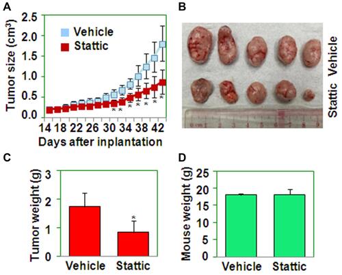 Figure 4 Stattic decreases tumor growth in nude mice. (A) Tumor growth curve for nude mice implanted with CaSki cells and treated with or without Stattic. *P < 0.05 compared with the vehicle groups. (B) Tumors from nude mice implanted with CaSki cells and treated with or without Stattic. (C) The weights of tumors from nude mice implanted with CaSki cells and treated with or without Stattic. *P < 0.05 compared with the vehicle group. (D) The weights of mice implanted with CaSki cells and treated with or without Stattic.