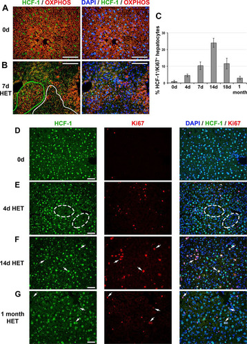 FIG 8 HCF-1-positive hepatocytes proliferate and replace HCF-1-negative hepatocytes in Hcfc1hepKO/+ heterozygous (HET) females. (A and B) Immunofluorescence analysis of paraffin-embedded sections from control (0d) liver (A) and Alb-Cre-ERT2tg; Hcfc1hepKO/+ liver 7 days after tamoxifen treatment (B) stained with DAPI (blue) as well as OXPHOS (red) and HCF-1 (green) antibodies. In panel B, HCF-1-positive (green) and HCF-1-negative (white) clusters are outlined. (C) Percentages of HCF-1-postive-hepatocytes that are Ki67 positive (cycling) in control (n = 3), and tamoxifen-treated Hcfc1hepKO/+ livers after 4 days (n = 3), 7 days (n = 3), 14 days (n = 2), 18 days (n = 3), and 1 month (n = 2). The differences between percentages of Ki67-positive HCF-1-positive hepatocytes between 0 and 4 days (P value of 0.006), 4 and 7 days (P value of 0.03), 7 and 14 days (P value of 0.03), 14 and 18 days (P value of 0.02), and 18 days and 1 month (P value of 0.03) after tamoxifen treatment were significant. (D to G) Immunofluorescence of paraffin-embedded sections from control (0d) liver (D) and Alb-Cre-ERT2tg; Hcfc1hepKO/+ livers 4 days (E), 14 days (F), and 1 month (G) after tamoxifen treatment stained with DAPI (blue) as well as HCF-1 (green) and Ki67 (red) antibodies. Ovals point to clusters of HCF-1-negative hepatocytes. Arrows point to HCF-1-positive, Ki67-positive hepatocytes. Scale bars, 100 μm.