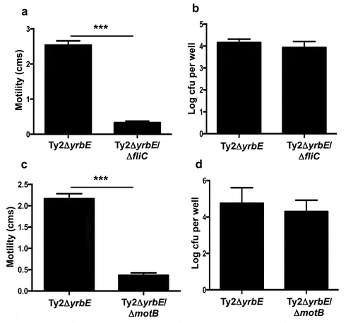 Figure 3. Effects of fliC and motB deletion on motility and adhesion of Ty2ΔyrbE. (A) Swimming motility of Ty2ΔyrbE and Ty2ΔyrbEΔfliC. ***p < .001, n = 5 per group. (B) Adhesion of Ty2ΔyrbE and Ty2ΔyrbEΔfliC to HeLa cells. The difference between groups is not significant, n = 6 per group. (C) Swimming motility of Ty2ΔyrbE and Ty2ΔyrbEΔmotB. ***p < .001, n = 3 per group. (D) Adhesion of Ty2ΔyrbE and Ty2ΔyrbEΔmotB to HeLa cells. The difference between groups is not significant, n = 6 per group.