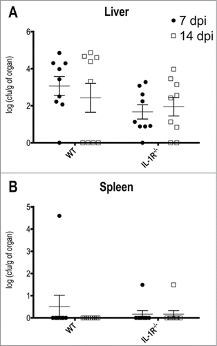 Figure 5. T.rubrum affects preferentially the liver but not the spleen. Animals were infected i.P. with T.rubrum conidia (5 × 106/ animal) and fungal burden were determined 7 and 14 days post infection (dpi). (A) Fungal burden in Liver. (B) Fungal burden in Spleen. Unpaired t-test: no significance found. Data pooled from 3 to 4 independent experiments (groups of 3 animals in each experiment) expressed as mean ± SEM.