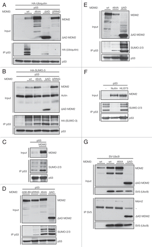 Figure 2 The sumoylating and ubiquitinating activities of MDM2 are distinct features. (A) Ubiquitination activity of different MDM2 mutants. A ubiquitination assay was performed on HCT116 cells, transfected with 3 µg of wild-type (wt) or mutant MDM2, 1 µg HA-ubiquitin and 1 µg of MDM2 constructs or empty vector. p53 was immunoprecipitated using the DO-1 antibody (IP p53). (B) Sumoylation activity of different MDM2 mutants. A SUMO assay was performed on HCT116 cells, transfected with 3 µg of MDM2, 1 µg HA-SUMO-3 and 1 µg of wild-type (WT) or mutant MDM2 constructs or empty vector. p53 was immunoprecipitated using the DO-1 antibody (IP p53). (C) Endogenous SUMO-2/3 is conjugated to p53 by MDM2. U2OS cells were transfected with 0.3 µg MDM2 and 0.6 µg p53 and subjected to the SUMO assay. p53 was immunoprecipitated using the DO-1 antibody (IP p53). (D) MDM2 mutants promote endogenous SUMO-2/3 conjugation to an even higher degree. U2OS cells were transfected with 0.3 µg MDM2 mutants and 0.6 µg p53 and subjected to the SUMO assay. p53 was immunoprecipitated using the DO-1 antibody (IP p53). (E) Endogenous p53 is sumoylated by MDM2. U2OS cells were transfected with 1.3 µg MDM2 wild-type and mutant plasmid. Cells were lysed under denaturing conditions, and the endogenous p53 was immunoprecipitated using the DO-1 antibody (IP p53). (F) Nutlin disrupts sumoylation, but HLI373 does not. A2780 cells were transfected with 1 µg p53 and, 8 h later, treated with 20 µM Nutlin and 7.5 µM HLI373 overnight. Cell lysis was performed according to the in vivo SUMO assay, and p53 was immunoprecipitated using the DO-1 antibody (IP p53). (G) The SUMO-E2 Ubc9 interacts strongly with ΔAD MDM2. HCT116 cells were transfected with 2.5 µg SV5-Ubc9 and 2.5 µg MDM2 mutant plasmids. Ubc9 was pulled down with the SV5-tag under mild lysis conditions according to the native immunoprecipitation protocol (IP SV5) to observe interacting proteins. (*IgG heavy chain).