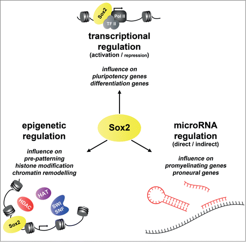 Figure 1. Sox2 – a multitasking regulator. Sox2 exerts its diverse effects on gene expression during CNS development by influencing epigenetics, transcription and microRNAs. It regulates histone modifying enzymes and chromatin remodellers as a pre-patterning factor, and at the same time acts as an activating (or repressing) transcription factor to influence transcription of pluripotency and differentiation genes. Additionally, it impacts on neural and glial gene expression through modulation of microRNAs.
