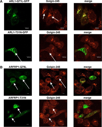 Figure 2.  Subcellular localization of ARL1 (A), ARFRP1 (B), and Golgin-245 (A,B) in HeLa cells. HeLa cells were transfected with the cDNA of (A) ARL1-Q71L-GFP, ARL1-T31N-GFP, or (B) ARFRP1-Q79L-GFP or ARFRP1-T31N-GFP. Cells were fixed with methanol and stained for Golgin-245 with an affinity purified polyclonal antibody in combination with an Alexa546-conjugated secondary antibody. Images of GFP-fluorescence and of Alexa546 were obtained by confocal laser scanning microscopy as described in Methods. Arrows depict cells that expressed the respective ARL1 (A) or ARFRP1 (B) construct. This figure appears in colour in Molecular Membrane Biology online.