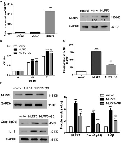 Figure 3. GB alleviated the effects induced by NLRP3 overexpression in HMCs. (A) The mRNA and protein level of NLRP3 were detected by using qPCR (left panel) and Western blot (right panel), respectively. ***P < 0.001 vs. control. (B) HMCs were treated with 0.05 mg/mL of GB together with NLRP3 overexpression plasmid. Cell proliferation was measured by CCK-8 assay. (C) The production of IL-1β was detected by ELISA. (D, E) The protein levels of caspase-1, NLRP3, and IL-1β were measured using Western blot. ***P < 0.001 vs. control; ###P < 0.001 vs. vector.