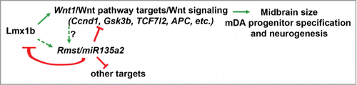 Figure 1. Model showing the potential role of Lmx1b and miR135a2 in modulating the Wnt pathway and influencing midbrain size, mDA progenitor specification and neurogenesis. The transcription factor Lmx1b, directly or indirectly, drives Wnt1/Wnt signaling and the Rmst/miR135a2 transcriptional unit. miR135a2, on the other hand, represses Lmx1b and Wnt pathway targets, among other factors. Thus, the levels of this transcription factor-microRNA pair influence the net levels of Wnt1/Wnt signaling during midbrain development, impacting overall size, patterning and expansion of the mDA progenitor pool, at least in part via modulation of downstream transcription factors like Lmx1a.