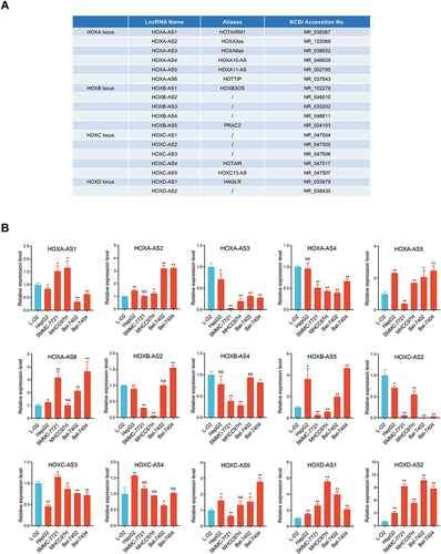 Figure 1 Expression signature of 18 referenced HOX-lncRNAs in HCC cells. (A) Annotation information of 18 HOX-LncRNAs from NCBI RefSeq database. (B) Relative expression levels of 15 detectable HOX-lncRNAs in five HCC cell lines (HepG2, SMMC-7721, MHCC97H, Bel-7402 and Bel-7404) and a normal liver cell line (L-O2). Data are given as mean ± SD (n = 3). *p < 0.05; ** p < 0.01; NS, not significance (p > 0.05).