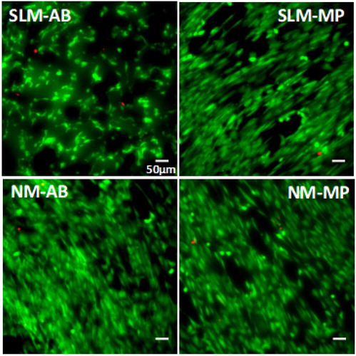 Figure 1. LIVE/DEAD staining images of HGFs cells on the surface of Ti6Al4V discs after 3 days at incubation.