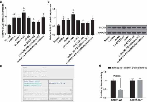 Figure 5. BACE1 is a direct target gene of miR-34b-5p. A. Detection of BACE1 mRNA expression in the substantia nigra of rats in each group by RT-qPCR; B. Detection of BACE1 protein expression in the substantia nigra of rats in each group by Western blot analysis; C. Prediction of the binding site of miR-34b-5p and BACE1 at bioinformatics site; D. Verification of the regulatory relationship between miR-34b-5p and BACE1 by dual-luciferase reporter gene assay; the data in the figure were all measurement data expressed as mean ± standard deviation; a, P < 0.05 vs the normal group; b, P < 0.05 vs the oe-NC group; c, P < 0.05 vs the sh-NC group; d, P < 0.05 vs the sh-BACE1-AS+inhibitors NC group