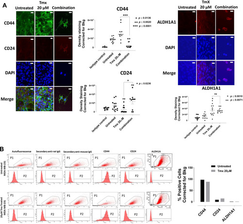 Figure 11 Analyses of MDA-MB-231 cells for CD44, CD24 and ALDH1A1 stem-like markers following 72-hour exposure to Tmx, ASA, Met, OP and Tmx in a combination of ASA, Met and OP cocktail using immunocytochemistry and flow cytometry. (A) MDA-MB-231 cells were plated at 150,000 cells/mL and left untreated, treated with Tmx (20 μM), ASA (8 mM), Met (4 mM), OP (300 μg/mL) and Tmx (20 μM) in combination with ASA, Met and OP for 72 hours. Cells were immunostained for markers of CD44, CD24 and ALDH1A1. The results are depicted as a scatter plot of data visualization using dots to represent the indicated marker values obtained from 2 independent experiments of multiple images (n = 4–12). The mean density staining corrected for background (Bkg) ± S.E.M. for indicated marker values is indicated for each group. The density staining values of each group were compared to the untreated control as well as Tmx in combination with drug cocktail with Tmx alone by ANOVA using the uncorrected Fisher’s LSD multiple comparisons test with 95% confidence with indicated asterisks for statistical significance. (B) Flow cytometry of untreated and Tmx (20µM) treated MDA-MB-231 cells for 72 hrs. One million cells were immunostained for CD44, CD24, and ALDH1A1. Data are presented as the percentage of cells expressing the markers corrected for background autofluorescence. ns, not significant, *p ≤ 0.01, **p ≤ 0.001, ***p ≤ 0.0001. P1, all viable cells; P2, antibody of interest.