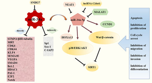 Figure 2. MiR-34a is a core component in the regulation network of OS. MiR-34a regulated numerous downstream factors to directly or indirectly mediate apoptosis, proliferation, cell cycle arrest, migration, invasion and differentiation; the expression levels of miR-34a and its related targets could be interfered by a variety of lncRNAs, like SNHG7.