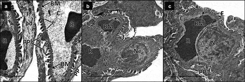 Figure 10. Electron micrographs of sections in the glomeruli of adult male rats in all study groups. a Control group, the glomerulus reveals part of the podocyte cell body (Pd) from which the primary processes (pp) arise. The filtration barrier is formed of many thin foot processes (f), glomerular basement membrane (BM) and fenestrated endothelium (e) of the glomerular capillaries (c). Notice red blood cells (r) in the lumen of the glomerular capillary. b DN group, the filtration barrier appears disturbed; the podocyte foot processes show effacement (F), some areas of the glomerular basement membrane appear thickened (BM) and the glomerular capillary (C) shows disappearance of fenestrated endothelium in some areas (e). Notice the nucleus of the endothelium (Ne). Red blood cells (R) appear in the lumen. c DN + ZnO-NPs group, the filtration barrier is formed of numerous thin foot processes (F) arising from the primary processes (pp) of podocyte, thin glomerular basement membrane (BM) and fenestrated glomerular endothelium (e). The glomerular capillary (C) endothelium has a heterochromatic nucleus (Ne) with red blood cells (R) in the lumen.