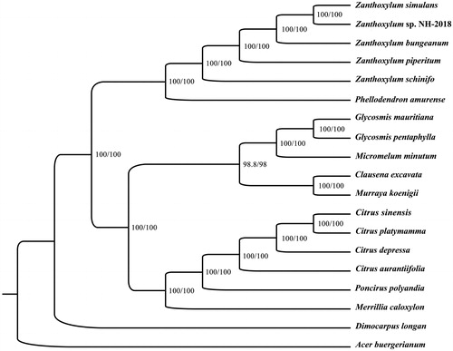Figure 1. Phylogenetic relationships among 17 complete chloroplast genomes of Rutaceae. Bootstrap support values are given at the nodes. Chloroplast genome accession number used in this phylogeny analysis: Acer buergerianum: KY419137; Citrus aurantiifolia: KJ865401; Citrus depressa: LC147381; Citrus platymamma: KR259987; Citrus sinensis: DQ864733; Clausena excavata: KU949003; Dimocarpus longan: MG214255; Glycosmis mauritiana: KU949004; Glycosmis pentaphylla: KU949005; Merrillia caloxylon: KU949006; Micromelum minutum: KU949007; Murraya koenigii: KU949002; Phellodendron amurense: KY707335; Poncirus polyandra: MK250977; Zanthoxylum bungeanum: KX497031; Zanthoxylum piperitum: KT153018; Zanthoxylum schinifolium: KT321318; Zanthoxylum simulans: MF716524; Zanthoxylum sp. NH-2018: MF716521.