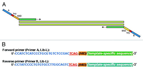 Figure 2. Schematic representation of the fusion primer design used for amplification. (A) fusion primers consist of a universal 5′-tail and a template-specific portion targeting distinct bisulfite DNA sequences; (B) universal 5′-tail sequences (when using Lib-L emPCR chemistry) including the emPCR primer and sequencing primer target sites (blue), the key important for GS-FLX Titanium read identification (red) and 10 bp MID (list more than 150 different MIDs is provided by Roche on the my454 web portal (www.454.com)).