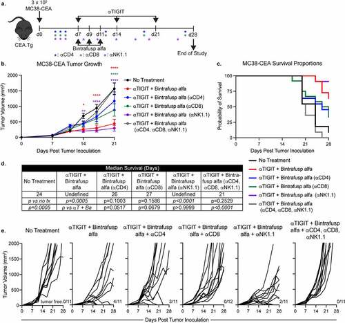 Figure 3. Antitumor activity and increase in overall survival from treatment with αTIGIT and bintrafusp alfa is dependent on CD4+ and CD8+ T cells. (a) Graphical representation of experimental design. (b) MC38-CEA tumor growth curves and (c) survival proportions of CEA.Tg animals treated with αTIGIT + bintrafusp alfa (red line; n = 11), αTIGIT + bintrafusp alfa depleted of CD4+ T cells (blue line; n = 11), αTIGIT + bintrafusp alfa depleted of CD8+ T cells (green line; n = 12), αTIGIT + bintrafusp alfa depleted of NK cells (purple line; n = 11), αTIGIT + bintrafusp alfa depleted of CD4+, CD8+ and NK cells (gray line; n = 11), and untreated animals (black line; n = 11). (d) Median survival of each treatment group. (e) Individual animal tumor growth rates of each treatment group. Numbers at the bottom right of tumor growth rate plots indicate tumor-free mice. * = p < .05, ** = p < .01, *** = p < .005, *** = p < .0001.