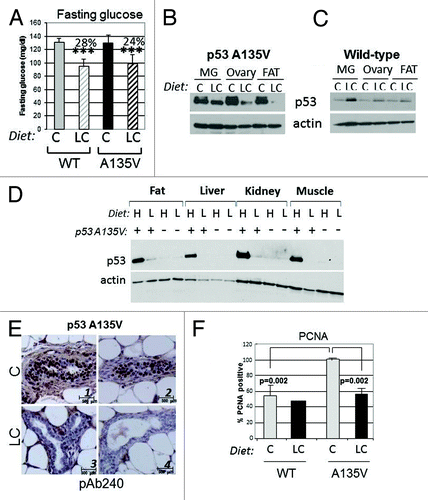 Figure 6. A carbohydrate-restricted diet lowers fasting glucose levels and blunts p53 mutant expression in a transgenic murine model. (A) Fasting glucose measurements in wild-type or transgenic female mice expressing the p53A135V transgene matched for age and litter after 4 mo of dietetic regimen with either the chow diet (C) or low carbohydrate diet (LC). Average percent reductions between different groups are shown at the top of the histograms and are indicated by brackets. Double asterisks (**) refer to p < 0.01; triple asterisk (***) indicate p < 0.001. (B and C). Female mice fed as described in (A) were sacrificed and cell extracts derived from the mammary gland, ovaries and adipose tissues were probed in immunoblot with anti-p53 or anti-actin antibodies. These experiments were performed three times on different litters. (D) p53A135V positive (+) or wild-type (negative, -) males were sacrificed after 2 mo of feeding with the high carbohydrates (H) or LC (L) diet. Cell extracts were prepared from fat, liver, kidney and muscle, and then probed with the anti-p53 antibody (pAb240) or with the anti-actin antibody. (E) Immunostaining with the antibody pAb240, of the mammary gland derived from p53A135V transgenic mice fed with the chow diet (C, panels 1 and 2) or LC diet (panels 3 and 4). Sections were counterstained with H&E. Experiments are quantified in Figure S3C. (F) Proliferating cell nuclear antigen (PCNA) immunostaining of wild-type and p53A135V transgenic animals fed as indicated. Proliferation rates in the mammary epithelium were assessed by determining the percentage of PCNA-positive cells per total cells in each field examined. Statistical significance (p values) refers to the comparison between p53A135V mice fed with the LC diet, relatively to mice fed with C diet; or to comparison of values between p53A135V mice vs. wild-type control, as indicated by the brackets.