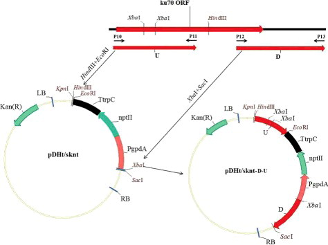 Figure 2. Construction of the ku70 gene-disruption vector.