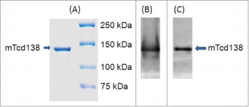 Figure 2. Expression and purification of mTcd138. Analysis of purified 138 kDa fusion protein by SDS-PAGE (A) and Western blot analysis with anti-TcdA antibody (B) and anti-TcdB antibody (C).