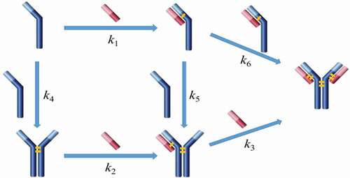 Scheme 1. Simplified reaction pathways for intact mAb formation from fragments. The long blue bar represents the heavy chain, and the short red bar represents the light chain.