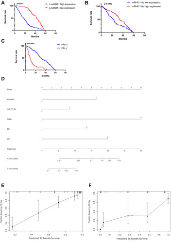 Figure 2 (A) Kaplan–Meier survival analysis was used to assess LINC00461 expression and BC patients’ overall survival. (B) Kaplan–Meier survival analysis was used to assess miR-411-5p expression and BC patients’ overall survival. (C) Kaplan–Meier survival analysis was used to assess PR status and BC patients’ overall survival. (D) Nomogram for prediction of 3- and 5-year survival rates for patients with BC. (E) Calibration curves for 3-year overall survival prediction. (F) Calibration curves for 5-year overall survival prediction.