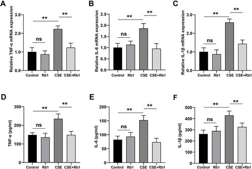 Figure 2 Rb1 ameliorated CSE-induced inflammation in BEAS-2B cells. (A) Relative mRNA expression level of TNF-α. (B) Relative mRNA expression level of IL-6. (C) Relative mRNA expression level of IL-1β. (D) The concentration of TNF‐α in BEAS-2B cells detected via ELISA. (E) The concentration of IL-6 in BEAS-2B cells detected via ELISA. (F) The concentration of IL-1β in BEAS-2B cells detected via ELISA. **P<0.01.