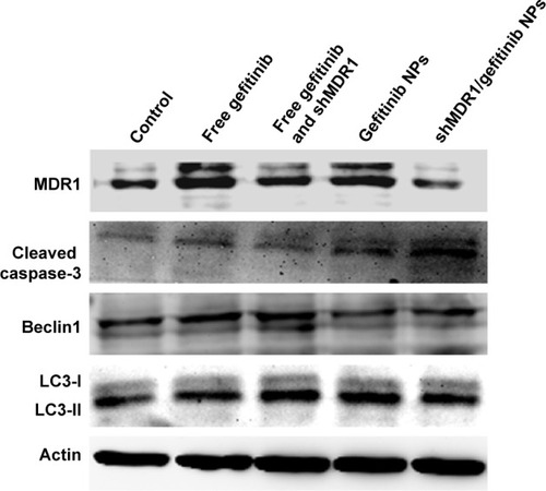 Figure 7 Western blot analyses for investigating apoptotic effects of various gefitinib formulations on gefitinib-resistant Hela cells.Abbreviation: NPs, nanoparticles.