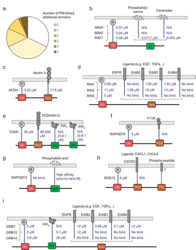 Figure 5. Additional domains in effectors that can mediate binding to the PM or PM-associated proteins. (a) Statistics for effectors and additional domains with ability to be linked to the PM. (b)-(i) Schematic representations and affinities between UB-like domains binding to Ras (R) and additional domains and their binding partners (selected examples for which affinities are available)