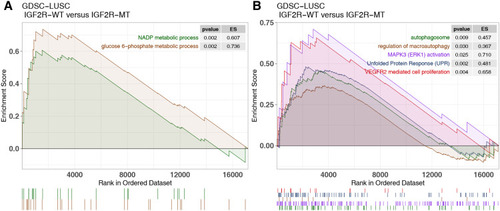 Figure 4 Transcriptome traits of GDSC-LUSC cell lines with or without IGF2R mutations. (A and B). Gene set enrichment analysis of hallmark gene sets downloaded from MSigDB. All transcripts were ranked by log2 (fold change) between IGF2R-WT and IGF2R-MT LUSC cell lines. Each run was performed with 1000 permutations.