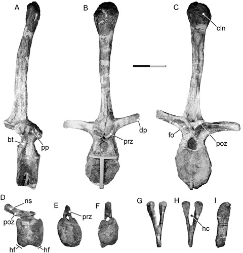 FIGURE 6. Tanius sinensis holotype dorsal vertebra, caudal vertebra, and hemal arch. Dorsal vertebra (PMU 24720/11) in A, lateral, B, anterior, and C, posterior view. Caudal vertebra (PMU 24720/12) in D, lateral, E, anterior, and F, posterior view. Hemal arch (PMU 24720/19) in G, anterior, H, posterior, and I, lateral view. Scale bar equals 100 mm. Abbreviations: bt, buttress; cln, club-like apex on the neural spine; dp, diapophysis; fo, fossa; hc, hemal canal; hf, hemal arch facet; ns, neural spine; poz, postzygapophysis; pp, parapophysis; prz, prezygapophysis.