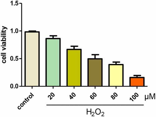 Figure 1. H2O2 treatment reduced the viability of A549 cells. CCK-8 assay showed A549 cells viability at different concentrations of H2O2 (n = 3)