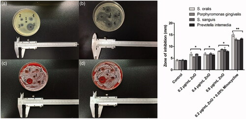 Figure 3. The image of the zones of growth inhibition of S. oralis, Porphyromonas gingivalis, S. sanguis, and Prevotella intemedia under the nanoparticals. (A) Prevotella intemedia, (B) S. oralis, (C) Porphyromonas gingivalis, and (D) S. sanguis. Five wells of each plate are filled with specimens in the following order. (1) blank NPs as the control group, (2) 0.2 × 10−3 g·L−1 ZnO@Alb NPs, (3) 0.4 × 10−3 g·L−1 ZnO@Alb NPs, (4): 0.8 × 10−3 g·L−1 ZnO@Alb NPs, and (5) ZnO-Mino@Alb NPs (0.2 × 10−3 g·L−1 ZnO + 0.5 g/L minocycline). *p < .05 compared with the control group; **p < .01 compared with the control group.