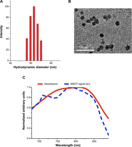 Figure 2 Characterization of folate-CP/CP dots.Notes: (A) Particle size distribution of folate-CP dots studied by laser light scattering. (B) High-resolution transmission electron microscopy of CP dots. (C) Absorbance (red) and PA intensity (blue) as a function of wavelength. Similarity in trend between the optical absorption and PA intensity illustrates the strong correlation between the two.Abbreviations: au, arbitrary unit; CP, conjugated polymer; MSOT, multispectral optoacoustic tomography; PA, photoacoustic.