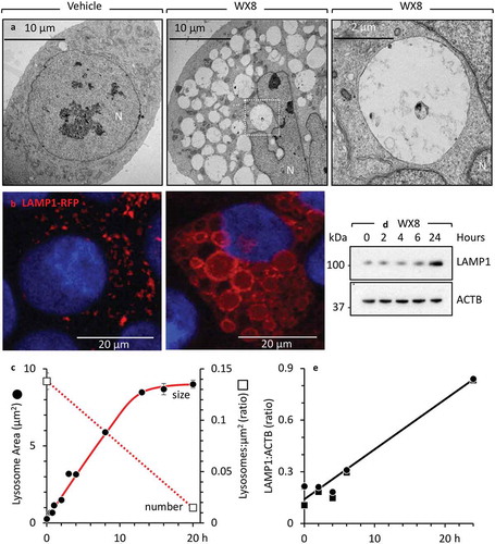 Figure 2. WX8-induced accumulation of enlarged lysosomes. (a) U2OS cells were cultured in the presence of either vehicle or 2 µM WX8 for 2 h before electron microscopy analysis of thin sections of cell pellets. (b) Cells were transfected with baculovirus expressing LAMP1-RFP and then cultured overnight to label lysosomes before addition of either vehicle or 1 µM WX8 for 4 h. Fluorescence emission from fixed cells was visualized by confocal microscopy. Nuclei were stained with DAPI. (c) The diameters of LAMP1-RFP-labeled vacuoles (lysosomes) were measured using ImageJ (https://imagej.nih.gov/ij/) with lysosomes approximated as circles. The selection of circular, enlarged, lysosomes was carried out using a size mask of 0.5 to 5.0 µm2. Punctate lysosomes were selected with a size mask of 0.1 to 1.5 µm2. Thresholds were the same for all images. Clustered lysosomes were not included in the size analysis. The mean area (µm2) ±SEM was plotted (∘). From 235 to 545 lysosomes were measured for each time point. The number of lysosomes per µm2 (□) was determined at the beginning and end of this experiment and plotted on a separate Y-axis. (d) U2OS cells were seeded into 6-well plates (105 cells/well) and cultured overnight before adding 1 µM WX8 and culturing for the times indicated. LAMP1 protein was identified in total cell lysates by western immuno-blotting using ACTB/β-actin as a loading control. (e) The ratios of LAMP1 to ACTB were determined by densitometry for 2 independent experiments (panel E are •,▪).