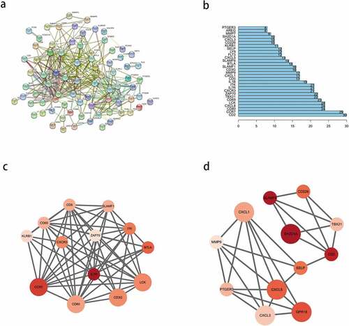 Figure 5. Protein-protein interaction (PPI) network of prognostic differentially expressed genes (DEGs). (a) PPI network of the DEGs with interaction score greater than 0.4. (b) Interaction of the top 30 genes in the PPI network. (c, d) Two significant modules in PPI network analyzed by cytoscape software. the color of nodes in the PPI network reflects the logarithmic (FC) values of Z-score of gene expression, and the size of nodes represents the protein degree of PPI