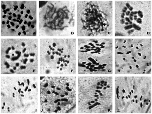 Figure 4. Photomicrographs of chromosomes in male meiosis of Arthrosphaera magna (2n = 30): A, spermatogonial metaphase; B, pachytene; C, zygotene (arrow, darkly stained region); D, diplotene; E, diakinesis; F, early anaphase; G, anaphase-I; H and I, metaphase-II; J, metaphase-I (polar view); K, metaphase-I (side view); L, early anaphase-II.