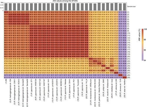 Figure 3. Heat-map of Average Nucleotide identity (ANI) values amongst different lineages representative strains of SFGR and B8. The bar in the head of heat-map shows the size of genome.