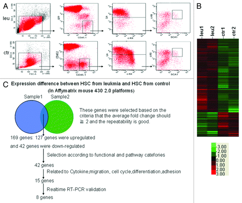 Figure 2. Gene profiling analyses of normal HSCs in leukemic environment. Normal HSCs were obtained from control and leukemia mice on day 10 after transplantation (A). The clustering map showed the genes differently expressed in normal HSCs between leukemia and control group. Red color meant the genes were upregulated while green color meant the genes were downregulated (B). Schematic representation of the analyses strategies integrating expression profiles obtained from two independent experiments (C).