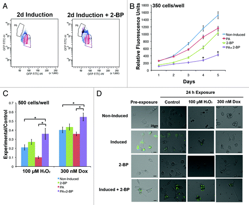 Figure 2. Increasing the number of inclusion body-containing cells by inhibiting palmitoylation increases resistance to stress. (A) The population of cells induced in the presence of 2-BP for 2 d has a distinct FACS profile from cells grown in induction medium, revealing an increase in the proportion of the population that contains inclusion bodies (population P6). (B) 14A2.5 cells were cultured in maintenance medium (non-induced), induction medium with and without 2-BP, and 2-BP in maintenance medium for 2 d prior to plating at 350 cells/well in 96-well plates in maintenance medium. Cell viability was assessed every day for 5 d after plating. The graph represents the average of 3 independent experiments, and error bars indicate the standard error of the mean. Asterisks indicate a significant difference (P < 0.05) in proliferation between cells in the induction + 2-BP condition compared with induced and non-induced cells by Bonferroni post-test. (C) To determine if inclusion bodies affect the ability of a cell to resist stress, the same cell populations were plated at 500 cells/well and treated after 24 h of plating with hydrogen peroxide or doxorubicin for 24 h. The PrestoBlue viability assay was used to compare cell viability of control and treated cells, and the ratio of relative fluorescence units in each experimental condition to the same cell type in the maintenance condition is displayed on the y-axis. The graph represents an average of 3 independent experiments and error bars indicate the standard error of the mean. Asterisks indicate a significant difference (P < 0.05) in ratio of PrestoBlue in experiment:control conditions between cells in the induction + 2-BP condition compared with induced and non-induced cells by Bonferroni post-test. (D) Examples of cells in each condition prior to and following treatment (GFP is labeled in green).