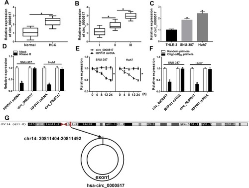 Figure 1 High expression of circ_0000517 was observed in HCC tissues and cells. (A) The expression of circ_0000517 in HCC tissues and normal tissues was measured by qRT-PCR. (B) The expression of circ_0000517 in HCC tissues at different TNM stages (I-III) was determined by qRT-PCR. (C) The expression of circ_0000517 in THLE-2, SNU-387 and Huh7 cells was examined using qRT-PCR. (D) QRT-PCR was performed to determine the level of circ_0000517 and linear RPPH1 mRNA in SNU-387 and Huh7 cells treated with or without RNase R. (E) QRT-PCR assay was conducted to determine the levels of circ_0000517 and linear RPPH1 mRNA in SNU-387 and Huh7 cells after treated with Actinomycin D for 0 h, 4 h, 8 h, 12 h and 24 h. (F) The levels of circ_0000517 and linear RPPH1 mRNA were examined by qRT-PCR after total RNA was reversely transcribed using Random primers or Oligo (dt)18 primers. (G) The structure of circ_0000517 was shown. *P<0.05.