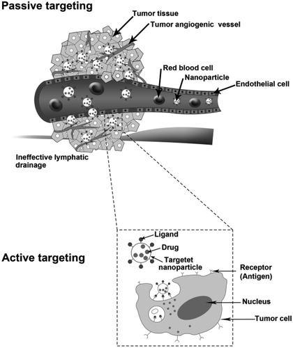 Figure 1. Passive targeting by nanoparticles injected in blood circulation. Nanopolymers increased in the target tissue due to EPR effect. Active tissue targeting of nanoparticles occur as conjugated by the ligand recognized target specifically.