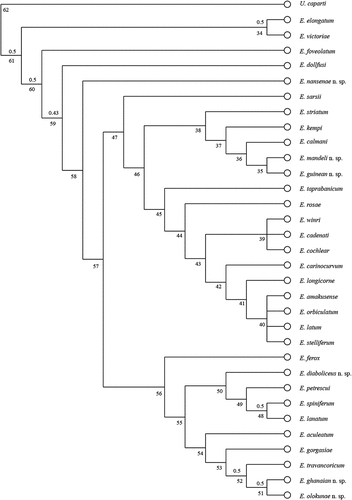 Figure 1. The consensus tree developed for Eocuma Marcusen, Citation1894. Numbers above branches correspond to relative Bremer support; numbers below branches represent clade numbers.