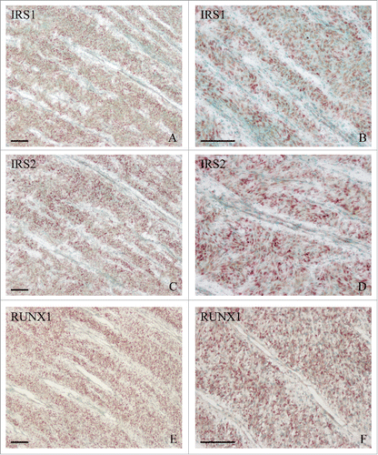 Figure 3. In situ hybridization of IRS1 (A, B), IRS2 (C, D) and RUNX1 (E, F) expression in the cartilage of sika deer antler. Bar = 60 μm.