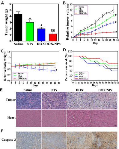 Figure 6 In vivo antitumor efficacy of free DOX, NPs and DOX/NPs. (A and B) Tumor growth curves. (C) Body weights of mice. (D) Survival rate of mice. (E) H&E staining of tumor sections and heart sections harvested from each treatment group. (F) Immunohistochemical staining of caspase-3 in tumor sections from each treatment group. The data represent mean ±SD. n=6–8. *p<0.05 vs saline, **p<0.01 vs NPs and DOX.