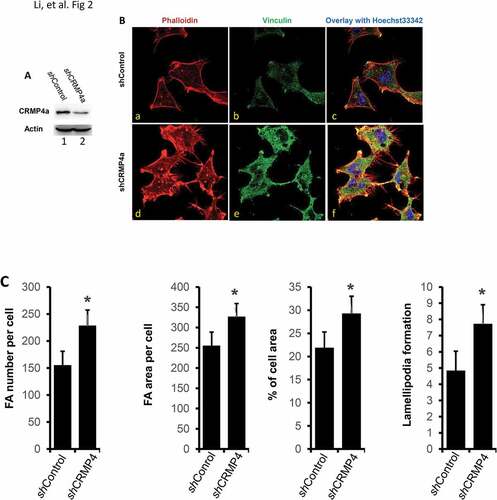 Figure 2. CRMP4a knockdown increases cytoskeleton organization in prostate cancer cells. A. PC-3 cells stably infected with lentiviruses harboring the control shRNA (shControl) or CRMP4a shRNA (shCRMP4a) constructs were harvested for western blot with the antibodies as indicated. Actin blot served as protein loading control. B. PC-3 stable subline cells as indicated (shControl or shCRMP4a) were seeded on cover glass in full culture media for 24 h and then stained with iFluor555-conjugated phalloidin (red) and Hoechst33342 (blue). Vinculin proteins were visualized by immunocytofluorescent staining with anti-vinculin antibodies (green) coupled with AlexaFluor®488-labeled secondary antibodies. The representative microscopic images were shown from four independent experiments. C. Quantitative data for focal adhesion area or number per cell, percentage of cell area, and lamellipodia numbers per cell formation were shown as mean ± SEM. The asterisk indicates a statistical significance compared to the control (student’s t-test, p < 0.01).